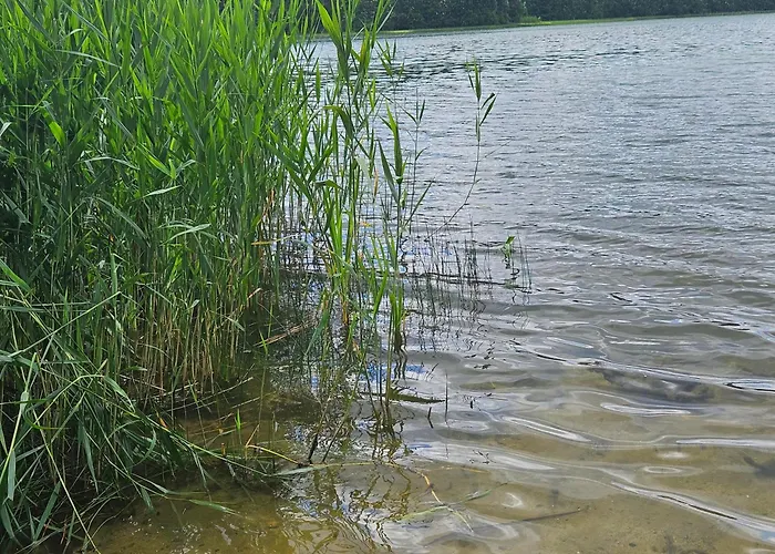 Dom wakacyjny Leśne Wspomnienia *
